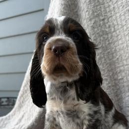 Boy 4 - male English Springer Spaniel puppy in Fort Collins, Colorado from Indy Star Springers