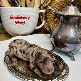 Huckleberry - Merle male Labradoodle puppy in Candler, North Carolina from Maple Bakin’ Doodles