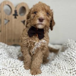 Canyon-Orange Collar - Red male Bernedoodle puppy in Oak Hills, California from High Desert Doodles