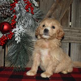 Scrat - Apricot male Goldendoodle puppy in Macedon, New York from Toodles Goldendoodles