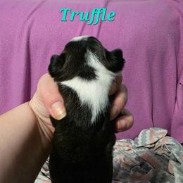 Truffle - Black and white male Boston Terrier puppy in Columbus, Ohio from Bryn's AKC Bostons