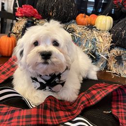 Havanese Puppies from Homeward Havanese, LLC