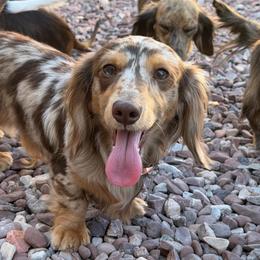 WPS Cedar - Dachshund