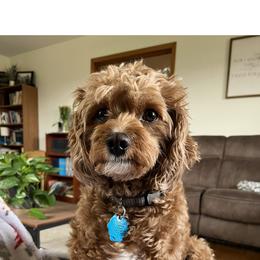 Cavapoo All Grown Up from White Creek