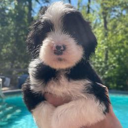 Piper - Black and white female Sheepadoodle puppy in Rocky Point, North Carolina from CelticDoods