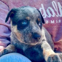 Girl 1 - Blue female Australian Cattle Dog puppy in Morton, Mississippi from Heart K Kennels