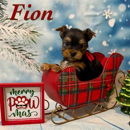 (Fion) (Fee-Yun)  The Irish word for Wine - Parti male Yorkshire Terrier puppy in Pleasant View, Tennessee from Vino’s Pawfect Yorkies