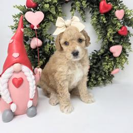 Anabelle - Apricot female Goldendoodle puppy in Leander, Texas from Doodle Doula
