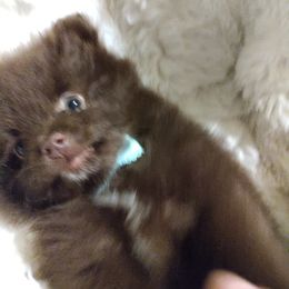 Pomeranian Puppies from Cutie Poms