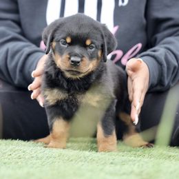 Rottweiler Puppies from Maniac Kennels