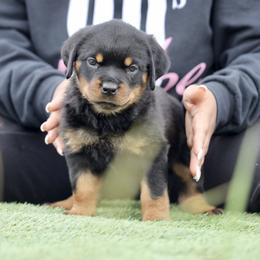 Rottweiler Puppies from Maniac Kennels