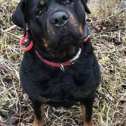 Greater Swiss Mountain Dogs and Rottweilers from SS Swisses