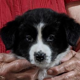 Girl 1 - Border Collie puppy in Kingston, Ohio from Old Hickle Place