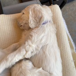 Bernedoodle and Goldendoodle Puppies from White Oak