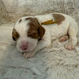 Boy 1 Zeus - Red male Cavapoo puppy in Bountiful, Utah from PJs Puppy Love
