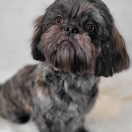 Osito - Shih Tzu