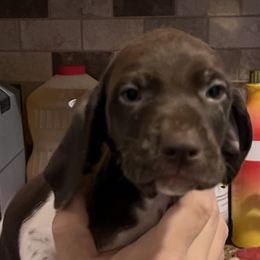 Boy 3 - Liver and white German Shorthaired Pointer puppy in Texas from Barker GSP
