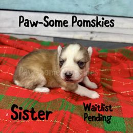 Sister - Silver and white female Pomsky puppy in Krum, Texas from Paw-Some Pomskies