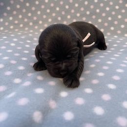 Labrador Retriever Puppies from Amore Labrador Retrievers