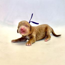 Sparrow - Apricot female Goldendoodle puppy in Pulaski, Tennessee from Doodle My Heart