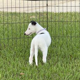 Indy - White and black female Silken Windhound puppy in Magnolia, Texas from Entourage Silken Windhounds