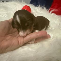 AKC Olaf - Piebald male Dachshund puppy in Erie, Michigan from Champagne’s Grinch Toe’d Dachshunds