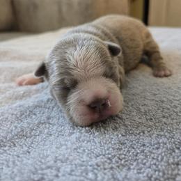 Boston Terrier Puppies from Bostic's bostons