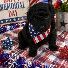 MP Toy Orange - Sable male Poodle puppy in Benson, North Carolina from A Bundle of Love