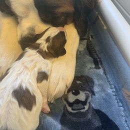 Newfoundland, Poodle, Saint Berdoodle, and Saint Bernard Puppies from Mammoth Doodles