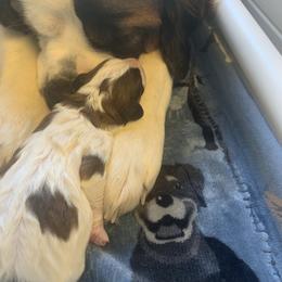 Newfoundland, Poodle, Saint Berdoodle, and Saint Bernard Puppies from Mammoth Doodles