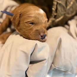 Winston - Red  male Goldendoodle puppy in Nashville, Tennessee from Tumbling Creek GoldenDoodles