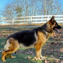 Jade - German Shepherd