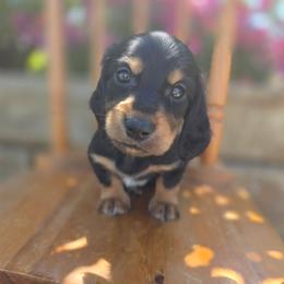 Macaroni - Black and tan male Dachshund puppy in Lewiston, Idaho from Farmhouse Dachshunds