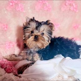 Natao - Blue and gold male Yorkshire Terrier puppy in Daggett, Michigan from Hetzel’s Enchanted Yorkies (Michigan)