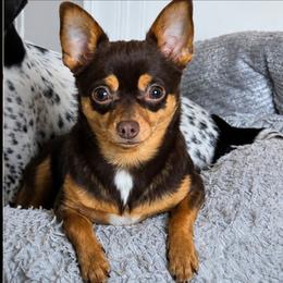 Taquito - Chihuahua