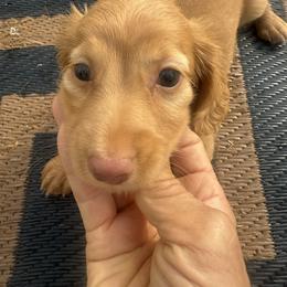 Boy 2 RANGER   long silky - Red male Dachshund puppy in Polo, Missouri from Blue Tails Farm