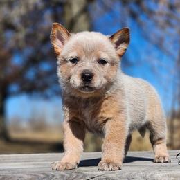 AKC Darla - Red speckled female Australian Cattle Dog puppy in Chillicothe, Missouri from TLC Cattle dogs