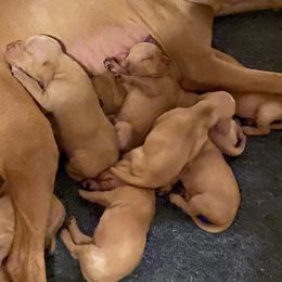 Girl 4 - Vizsla puppy in Riverview, Indiana from Kismet Vizslas