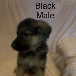 Black - Black and red male German Shepherd puppy in Greentown, Indiana from AK