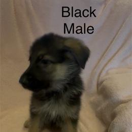 Black - Black and red male German Shepherd puppy in Greentown, Indiana from AK