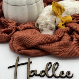 Girl 5 - Parti Goldendoodle puppy in Blanchard, Oklahoma from I Dream of Doodles