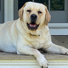 Labrador Retrievers from Blue Sky Labradors