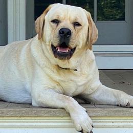 Labrador Retrievers from Blue Sky Labradors