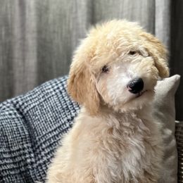 Boy 3 - Bernedoodle puppy in Bend, Oregon from Bella Ridge Farms & Dapper Doodles