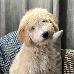 Boy 3 - Bernedoodle puppy in Bend, Oregon from Bella Ridge Farms & Dapper Doodles