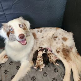 Australian Shepherd Puppies from Out of the Blue Aussies