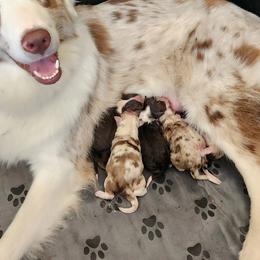 Australian Shepherd Puppies from Out of the Blue Aussies