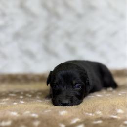 Toaster - Black tri-color male Australian Shepherd puppy in Argyle, Iowa from Country Time Kennels