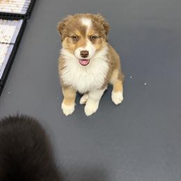 Shari - Red tri-color female Australian Shepherd puppy in Jonesborough, Tennessee from Lotus Australian Shepherds
