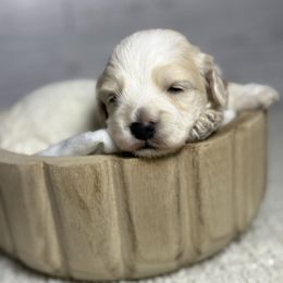 Cider - Cream male Maltipoo puppy in Bronson, Florida from Tabler Family Puppies